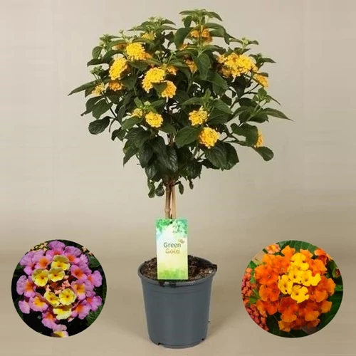 Sétányrózsa fa 60 cm narancssárga/sárga