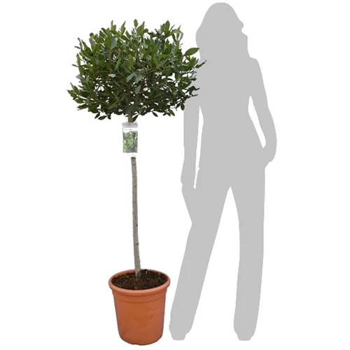 Babér fa 150-160 cm