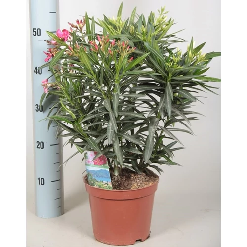 Leander tricolor 18 cm cserépben