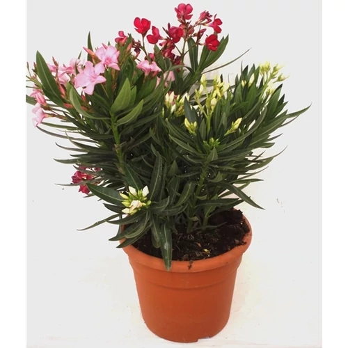 Leander 18 cm cser. 3 színű