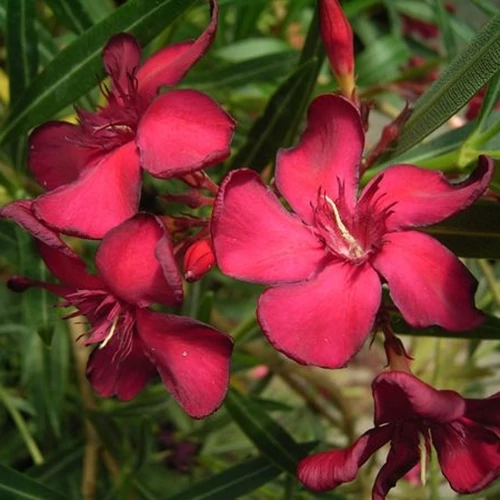 Leander 12 cm cser. piros "Petit Red"