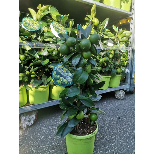 Lime piramis 70 cm