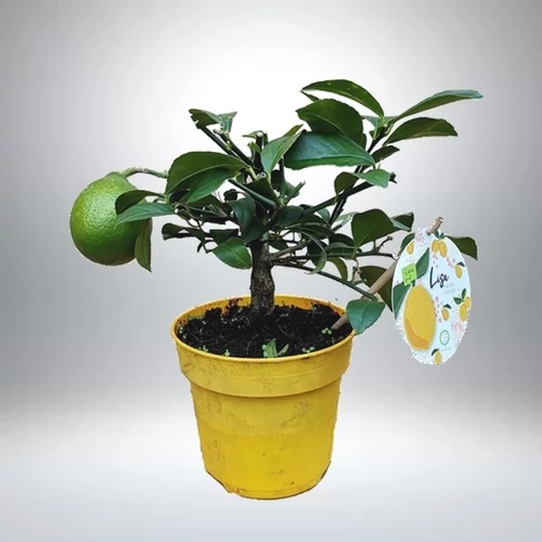 Lime fa 14 cm-s cserépben