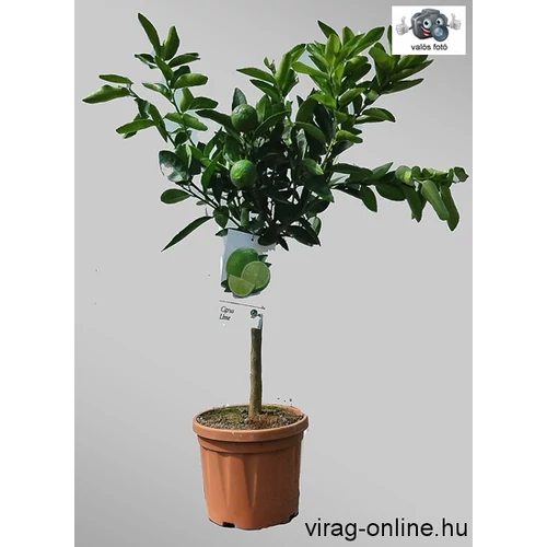 Lime fa 20 cm-es cserépben