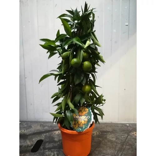Mandarin piramis 60 cm