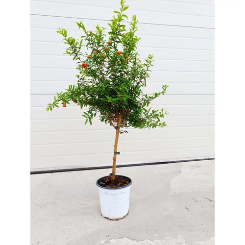 Gránátalma fa 60-70 cm, 17 cm-es cserépben,