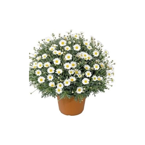 Margaréta bokor 18 cm-s cserépben fehér, 50 cm