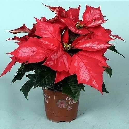 Mikulásvirág 12 cm cserépben, ice punch