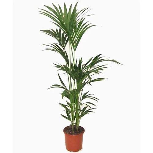 Kentia pálma 140-150 cm