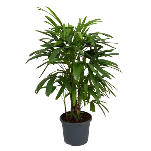 Botpálma 17 cm-s cserépben, 60 cm