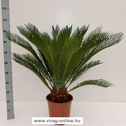 Cikász  EXTRA 100 cm, 18-20 levéllel