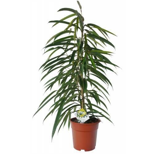 ficus longifolia 70 cm