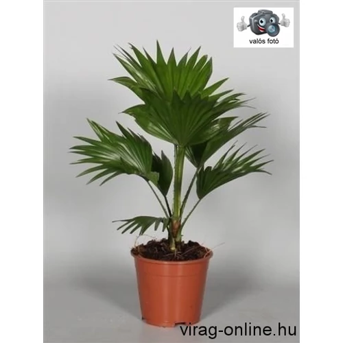 Legyezőpálma 60-80 cm
