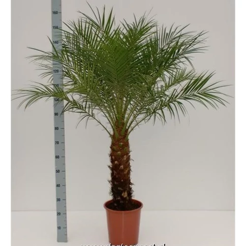 Törpe Datolyapálma 150 cm, Phoenix