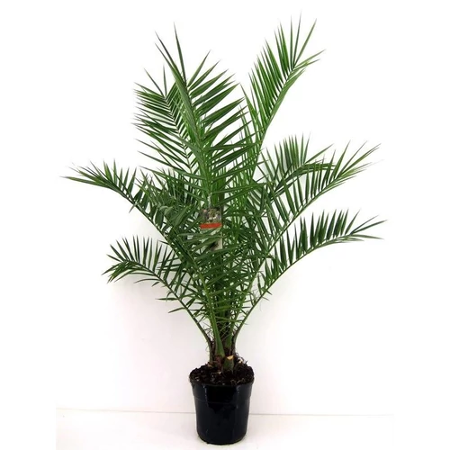 Datolya pálma 19 cm-es cserépben