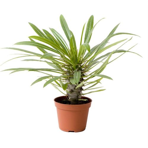 Madagaszkári pálma 12 cm-s cserépben
