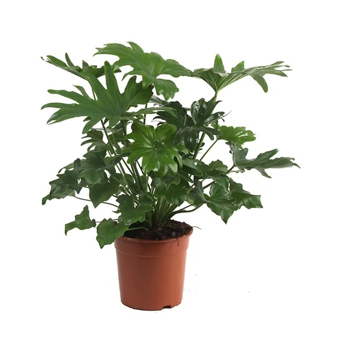 Filodendron, Philodendron selloum 14 cm-s cserépben