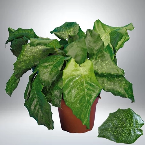 Nyílgyökér, Calathea network 40 cm