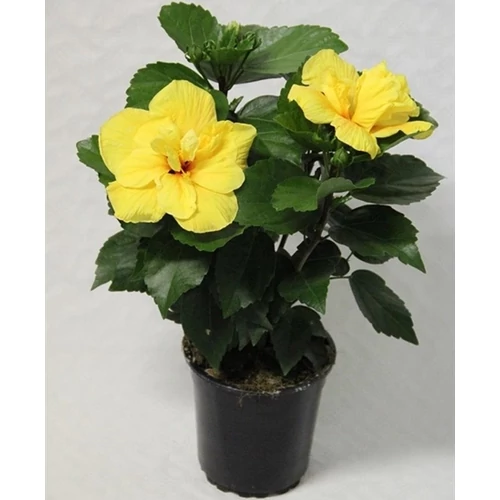 Hibiszkusz 30 cm telt virágú sárga