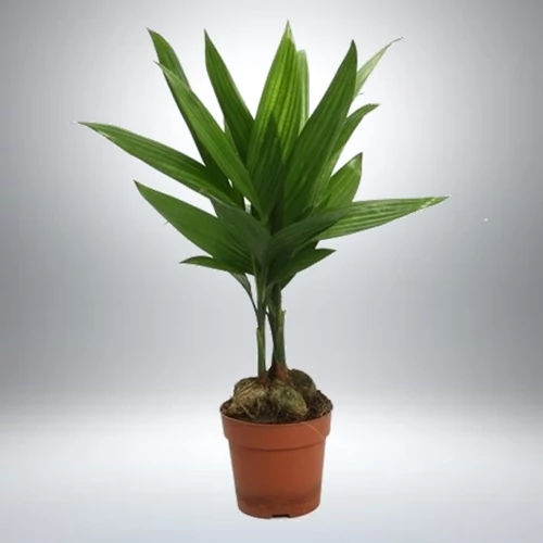Areca catechu 40 cm 13cm-s cserépben