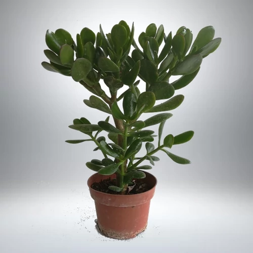 Majomfa, extra 13 cm-s cserépben