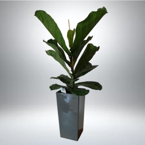 Lantlevelű Ficus + kaspó 140-150 cm