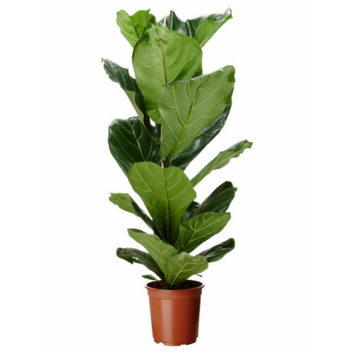 Lantlevelű Ficus 120 cm