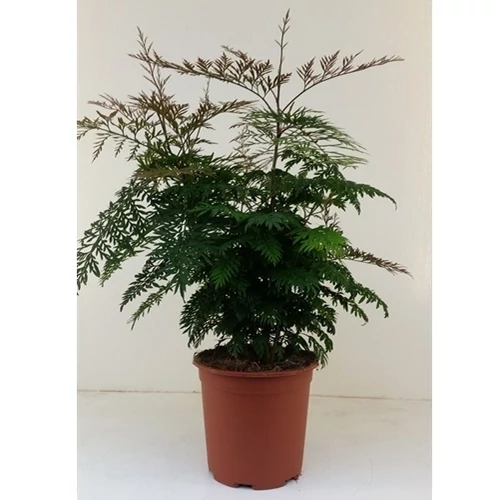 Selymes tölgy 40cm, 15 cm-s cserépben
