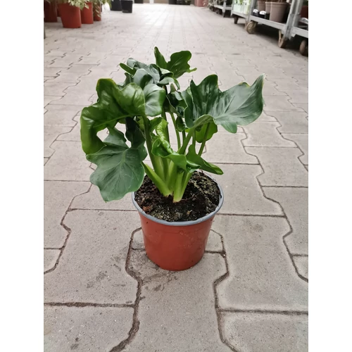 Filodendron, Philodendron atom 12cm-s cserépben