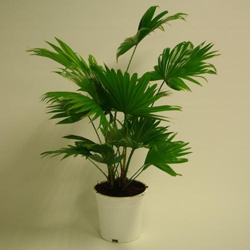 Legyezőpálma 60-80 cm