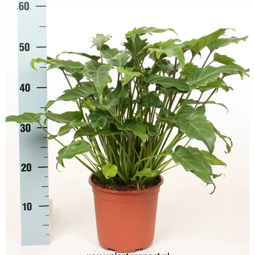 Filodendron, Philodendron xanadu 14 cm-s cserépben