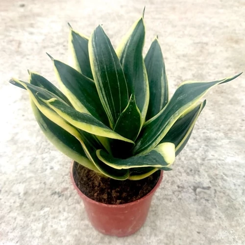 Anyósnyelv, Sansaveria Black Gold 12 cm-cserépben