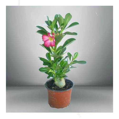 Sivatagi Rózsa 12 cm cserépben