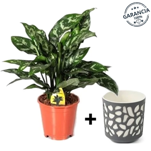 Rákvirág kaspóban