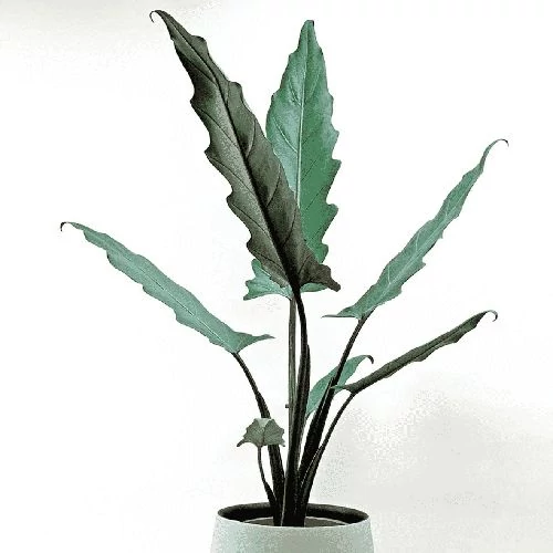 Ránclevél lauterbachiana 17 cm-es cserépben