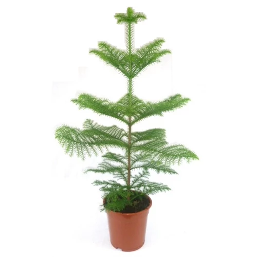 Szobafenyő, Araucaria 110 cm