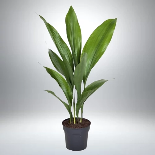 Kukoricalevél  17 cm-s cserépben