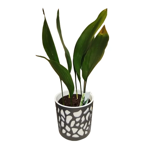 Kukoricalevél 14 cm-s kaspóban