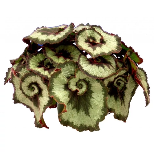 Királybegonia Escargot 12 cser.