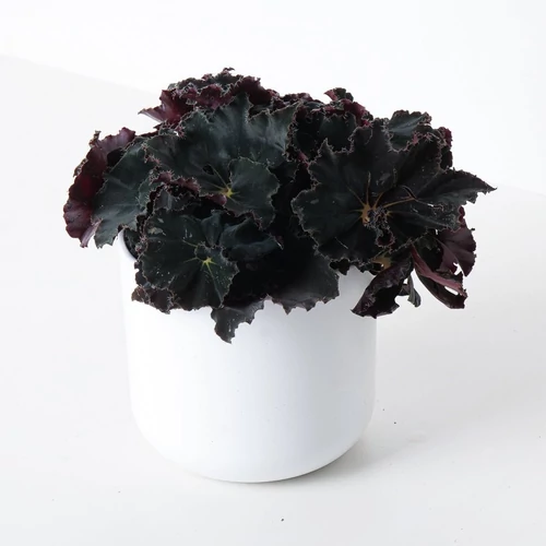 Királybegonia black mamba 12 cser.