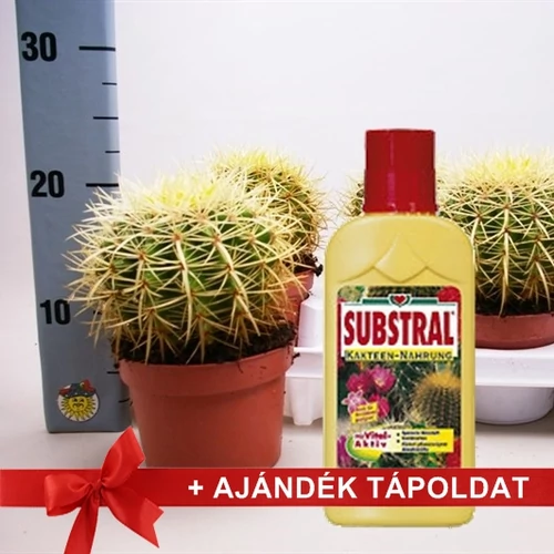Óriás sünkaktusz 14 cm-s cserépben + tápoldat