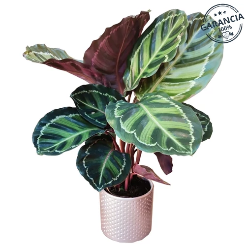 Nyílgyökér kaspóban 40 cm