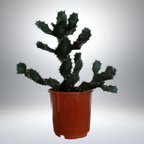 Ceresus kaktusz 17 cm-s cserépben