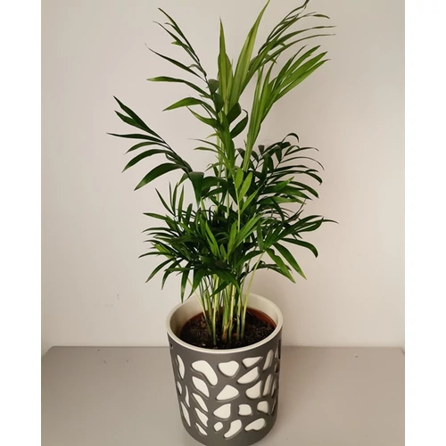 Gyompálma 14 cm-s kaspóban
