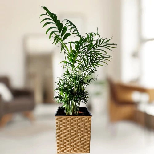 Gyompálma 19 cm-es rattan kaspóban, 60-70 cm