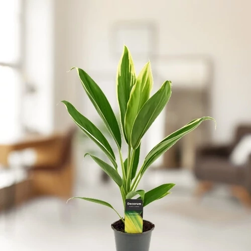 Bunkóliliom, Cordyline conga, 13cm-s cserépben