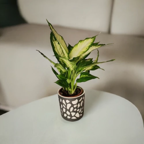 Buzogányvirág kaspóban 30 cm