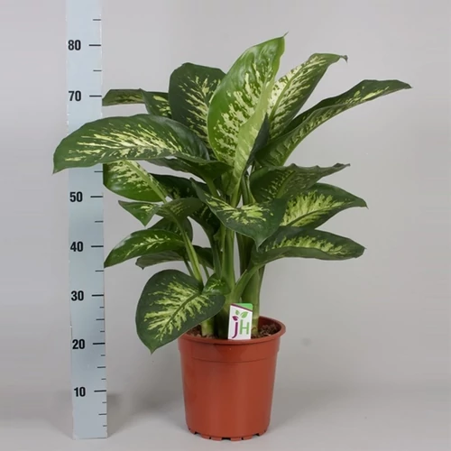 Buzogányvirág, Dieffenbachia 80-100 cm