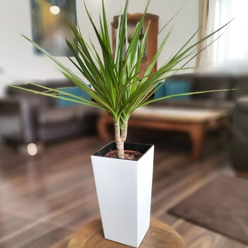 Sárkányfa 35cm fijenza kaspóban