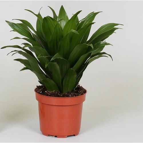 Sárkányfa 25cm, 12cm-s cserépben